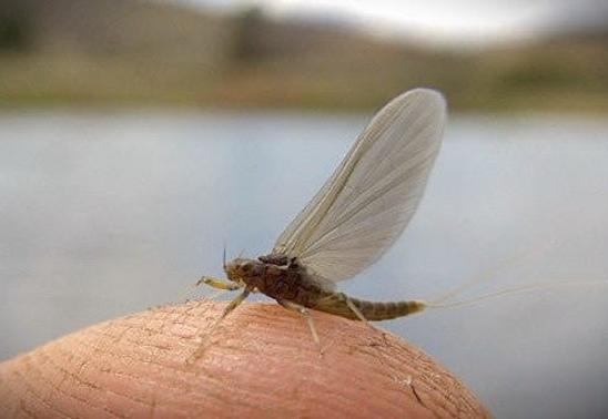 On Water Dry Fly Tactics