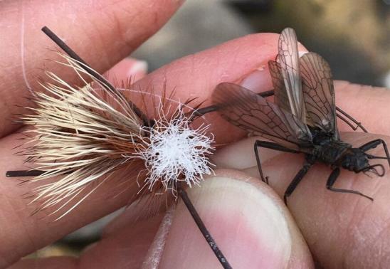 On Water Entomology Class