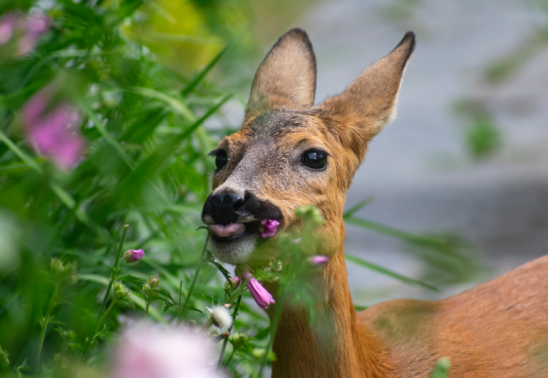 Rabbit and Deer Resistant Plants Class