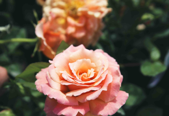 Roses 101 Class at Bath Garden Center