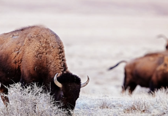 Front Range Forum Presents