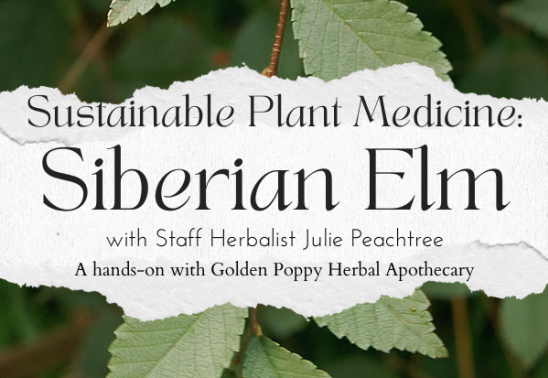 Sustainable Plant Medicine: Siberian Elm with Julie Peachtree, CCH