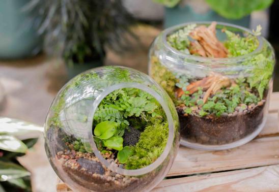 Terrarium Class at Breckenridge Brewery