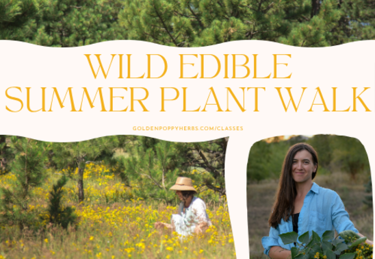 Wild Edible Summer Plant Walk