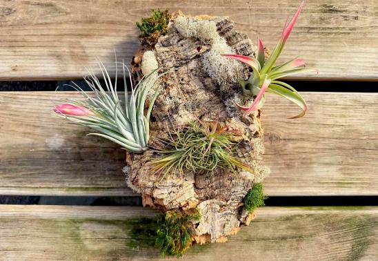 Air Plant Mounting Class