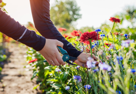 Cut Flower Garden Class at Bath Garden Center