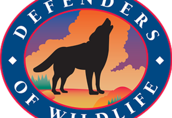 Celebrating Women in Wolf Conservation