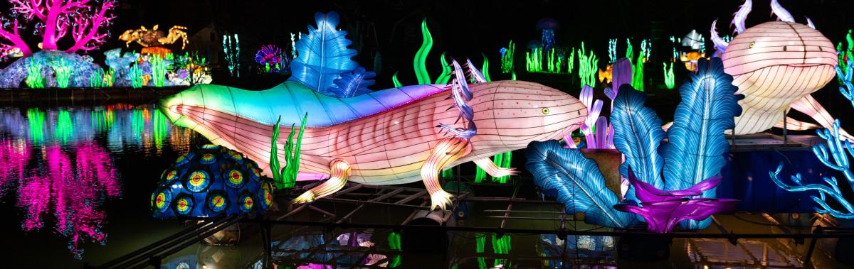 Fort Wayne Zoo Glo Wild lantern festival colorful lanterns shining against the lake