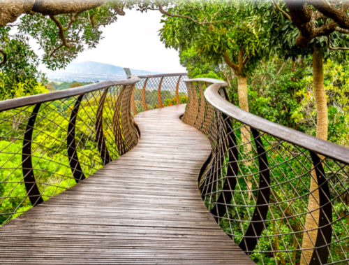 Cape Town Botanic