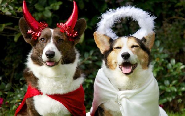 Two dogs in costume: one a devil, one an angel