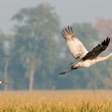 Jasper-Pulaski-Wildlife-Sandhill-Cranes