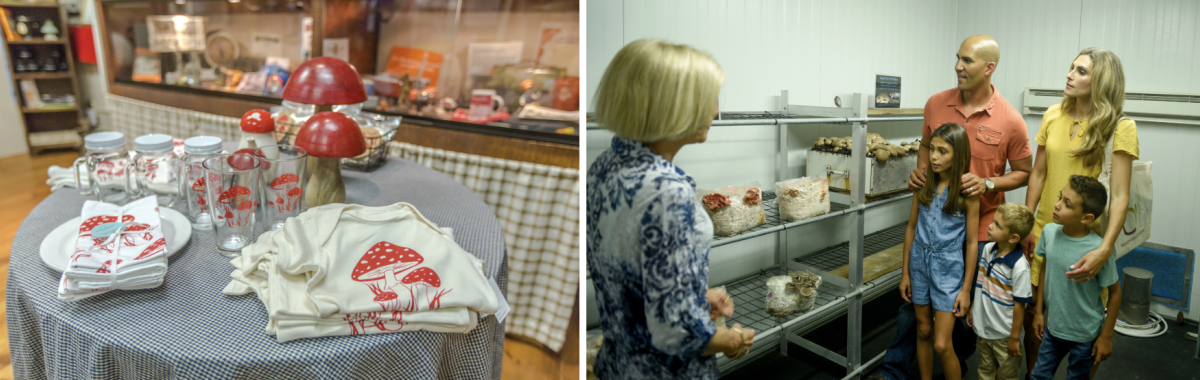 Mushrooms at Mushroom cap & Woodlands