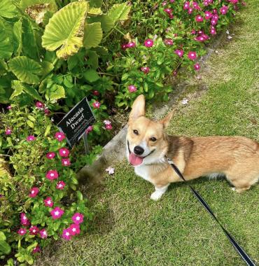 Fawn Corgi at Peace River Botanical & Sculpture Gardens in Punta Gorda, Florida for Tail Waggin' Tuesdays