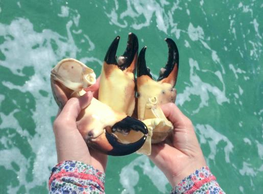Stone crab claws in Palm Coast and the Flagler Beaches