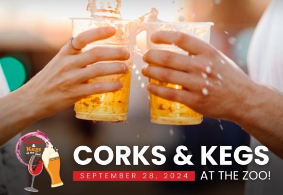 Corks & Kegs