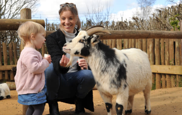 Goat Feeding Colchester Zoo