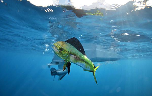 La Paz Sport Fishing