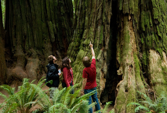 Redwood National Park