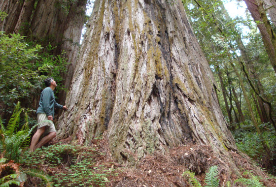 Top Ten Redwood Coast Story Ideas