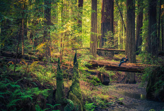 About Coastal Redwoods