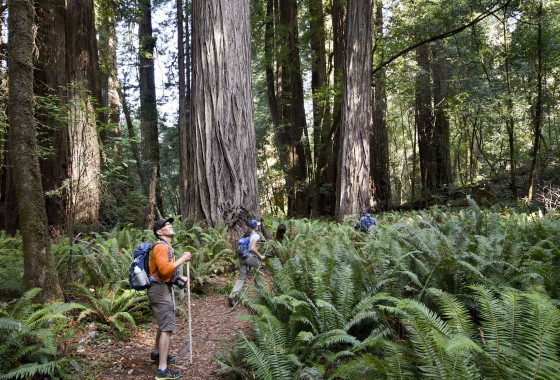 Tall Trees Grove