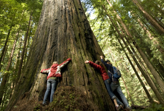 Redwood National Park