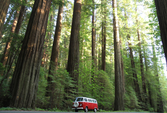 VW Bus in the Redwoods
