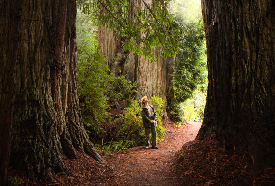 Ranger in the Redwoods