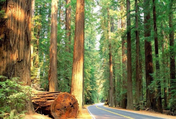 Three Day Redwoods & Brews Itinerary
