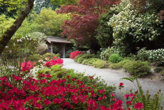 Where to see the Spring Flowers in Washington