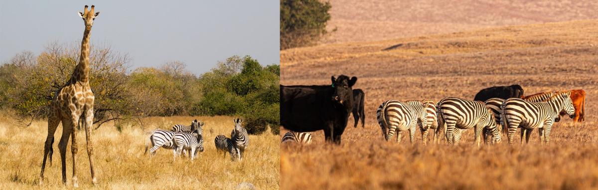 Africa vs SLO CAL