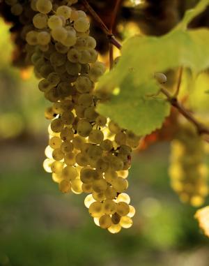 Chardonnay clusters on the vine.