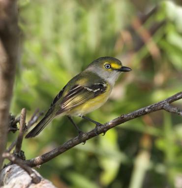 Close up of a White-Eyed Vireo