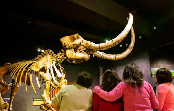 Museums & Exhibits State Museum Mastodon
