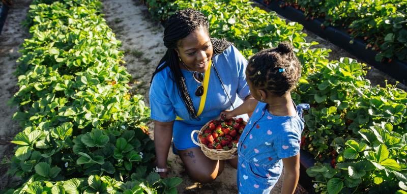 Strawberry Picking - Family