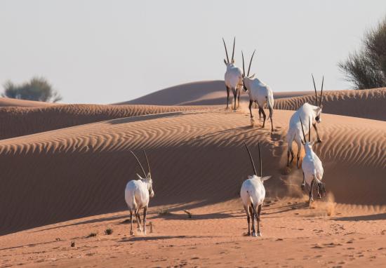 ONLY FOR 5 COOL FACTS USE White Sands Oryx 2