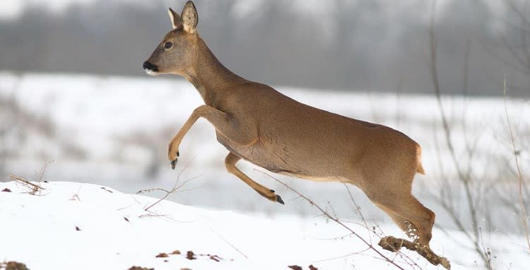 Roe deer at Cotswold Water Park