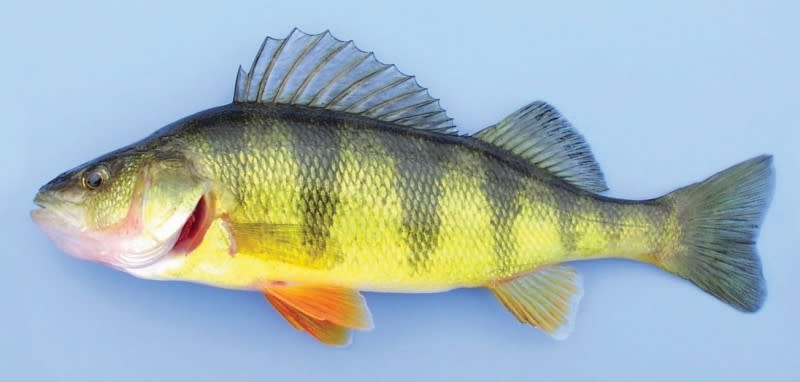 Yellow Perch
