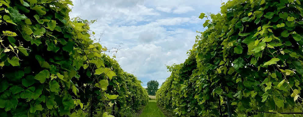 Day Dates In Overland Park at Aubrey Vineyards Winery Day Dates In Overland Park at Aubrey Vineyards Winery