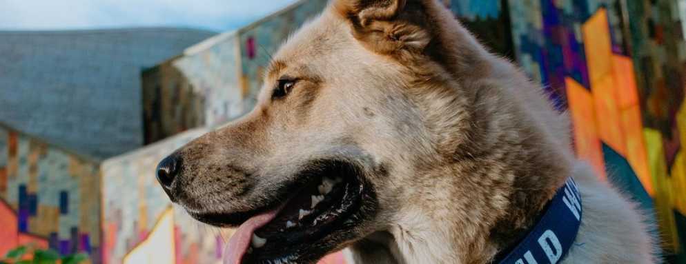 Dog-City-Guide-To-Overland-Park.jpg A Dog's Guide to Overland Park