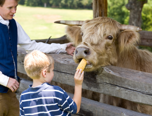 Kid feeding a Rural Hill Highland Cow