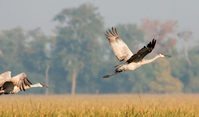 Spring Is In Air Cranes Are Returning >> Sandhill Cranes Indiana Migration Information Viewing Spring Is In Air Cranes Are Returning >> Sandhill Cranes Indiana Migration Information Viewing