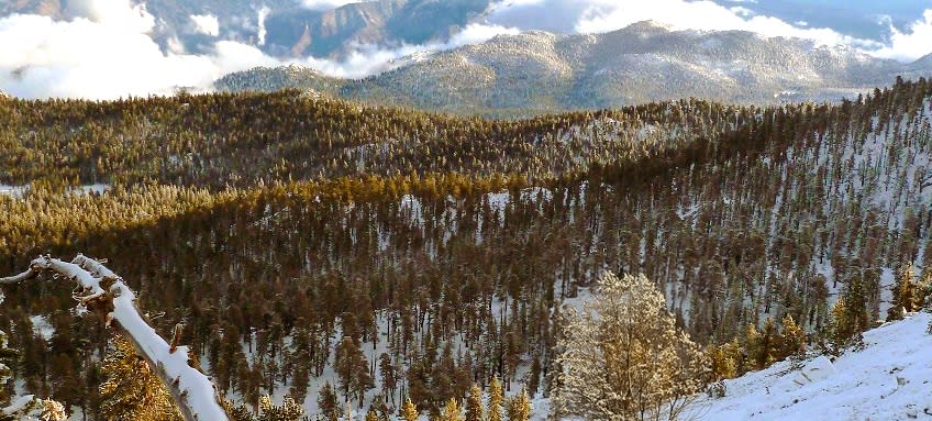 A panoramic view of a snow-dusted forest with mountains in the background under a partly cloudy sky. A fallen snow-covered tree branch is visible in the foreground.
