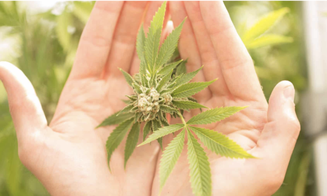Harborside Dispensary hands holding marijuana plant