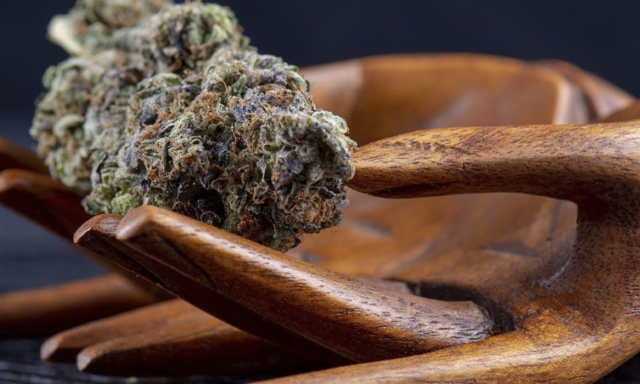 Natural Cannabis Company marijuana bud resting on wooden hands