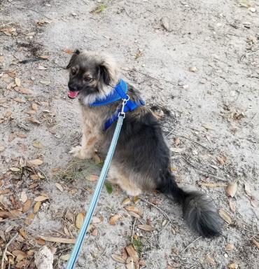 Small black and tan dog wearing a harness at Pottery Express and Bamboo Farm