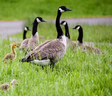 Mother goose and gosling at Northwest Trek Wildlife Park