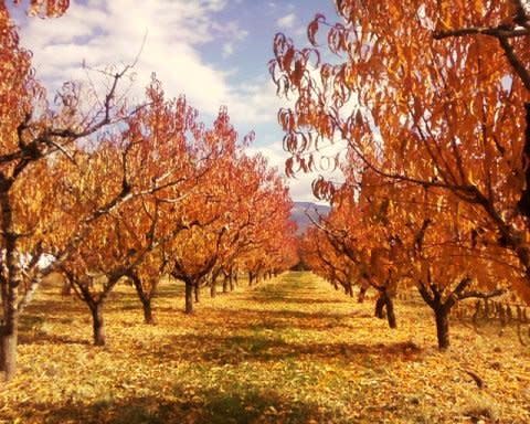 View of Pear Blossom Farms in the Fall