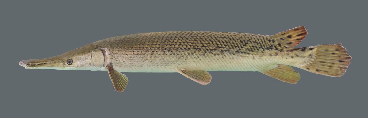 Gar fish