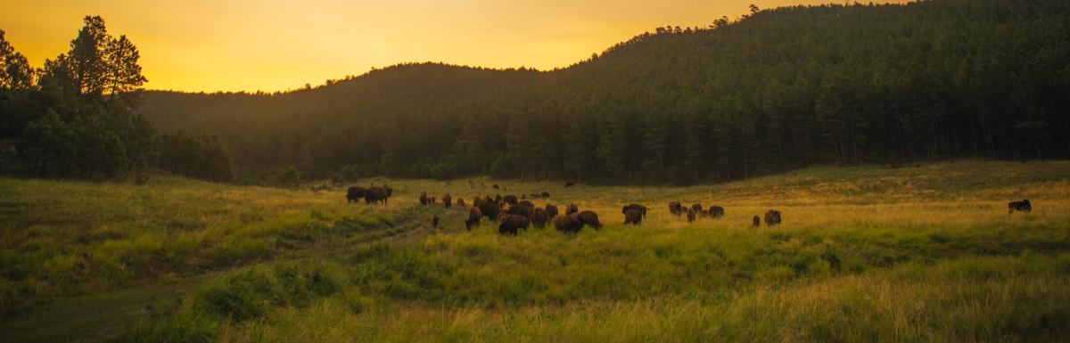 Custer-State-Park-Buffalo